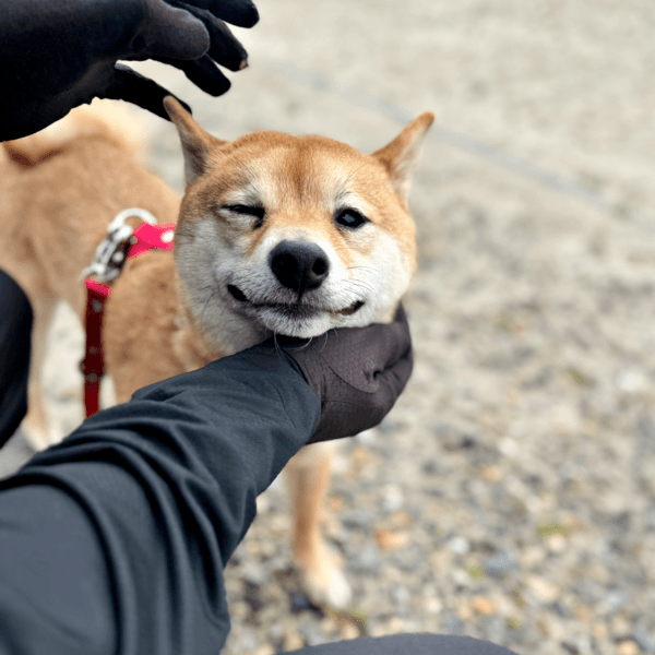 散歩中、飼い主さんに撫でられてにっこりする禄くん（画像提供：柴犬 ろくさん）