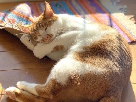 Stay Home！ お天気なら日光浴を MIX猫「まめ吉」