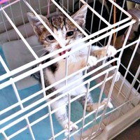 保護から4日後、少しずつ元気を取り戻していったティダさん（画像提供：むうむうとネコさん）