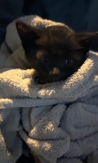 保護された黒猫ちゃん（ hinataboccoさん提供、Xよりキャプチャ撮影）