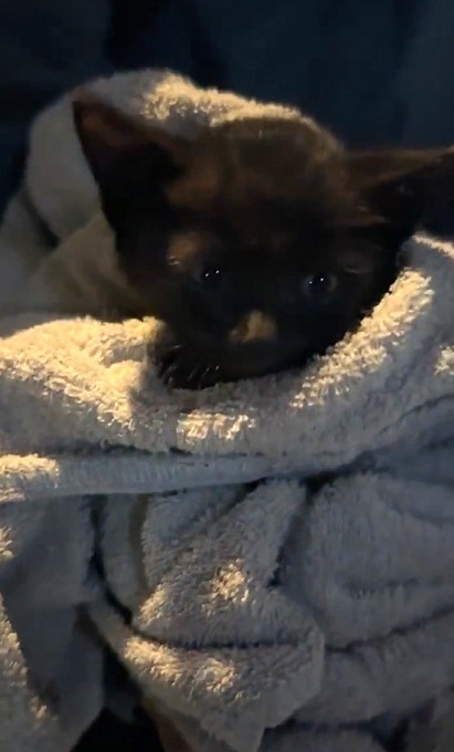 保護された黒猫ちゃん（ hinataboccoさん提供、Xよりキャプチャ撮影）