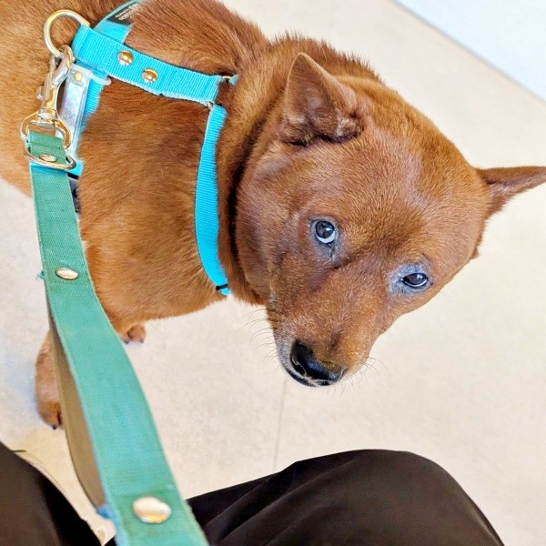 「お出かけじゃないの？」 病院到着後、飼い主さんを見上げる陸くん（画像提供：kul0さん）