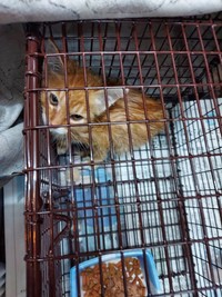 排水溝の中から保護された直後のベルちゃん。