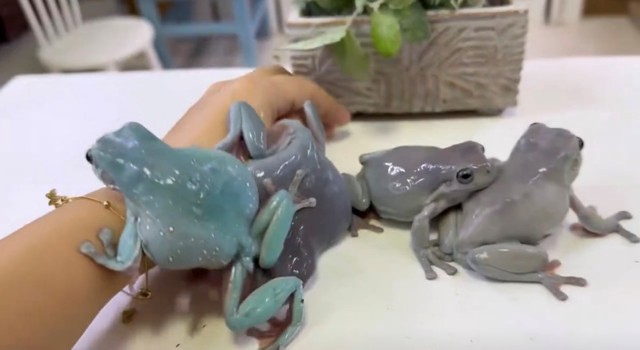 モチモチつやつやのボディがたまらない