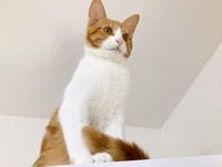 初めて冷蔵庫に登った時。日々成長した。