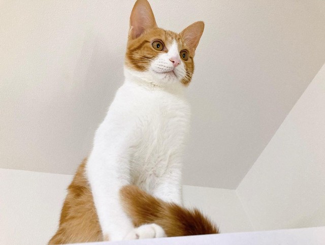 初めて冷蔵庫に登った時。日々成長した。