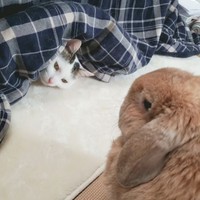 どうしてこたつに潜ってるの？