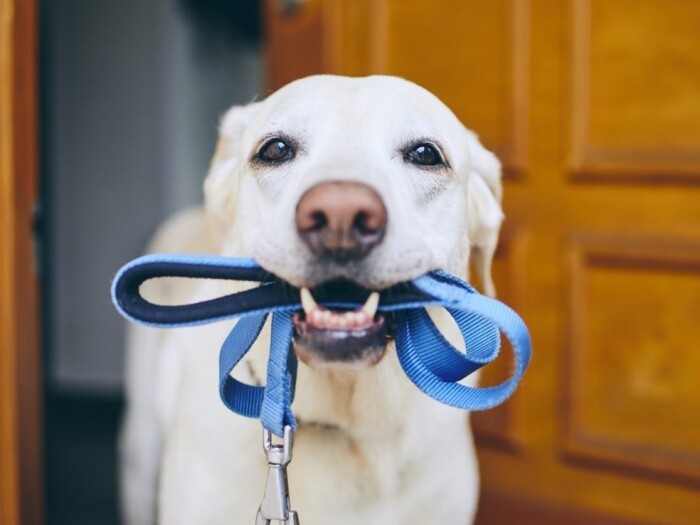 13ゴールのひとつ「本能的欲求を満たそう」。犬の散歩を飼い主の“義務”にしたくて現在署名募集中。＊画像はイメージ