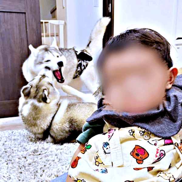 爆睡する赤ちゃんの背後でーー大騒ぎ中の（下）グルートくん、（上）ロゼくん（画像提供：シベリアンハスキー ロゼさん）