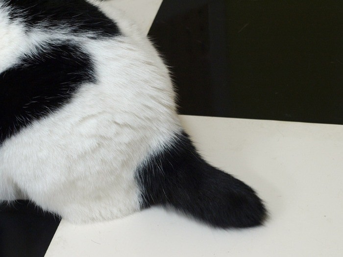 シッポが短いって？　文句あるか