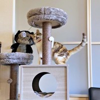 譲渡のためのトライアル開始から1週間、遊ぶネネちゃん（画像提供：パステル三毛猫_ネネさん）