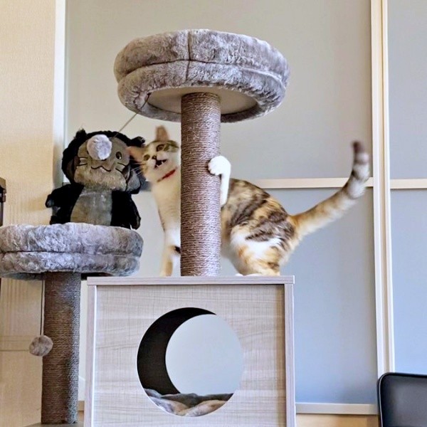 譲渡のためのトライアル開始から1週間、遊ぶネネちゃん（画像提供：パステル三毛猫_ネネさん）