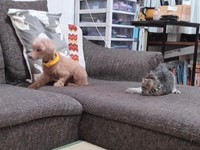 お迎え当初、ソファの上で座る先住犬のリラさんと寝そべるリラくん（画像提供：車で来た猫そらさん）