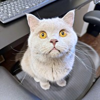 「どう？ かわいかったでしょ？」起き上がって、椅子へ…飼い主さんを見上げるもめんくん（画像提供：もめんさん）