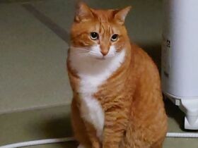 弟猫が来てお兄ちゃん猫が若々しくなった　甘え上手な茶トラ白猫「福」