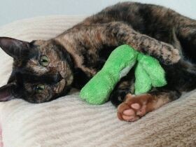 帰り道で赤ちゃん猫と出会った　猫たちの過酷な現実を知り、保護活動スタート