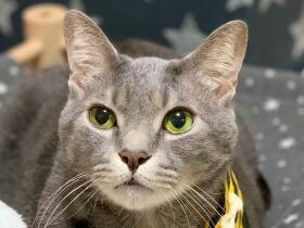 見た目は猫だけど中身は犬に!?　犬に囲まれて育った元保護猫「ラムネ」