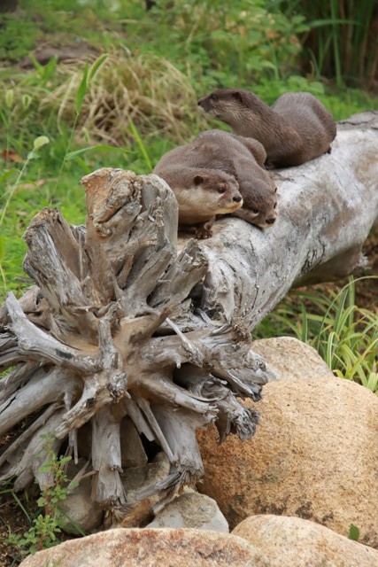 引っ越しがストレスにならないよう新展示場に慣れるための時間を十分確保したそう。これからどんな姿を見せてくれるのでしょう