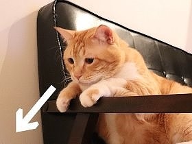 猫は自分の可愛さを知っている？　可愛いって無敵なのさ