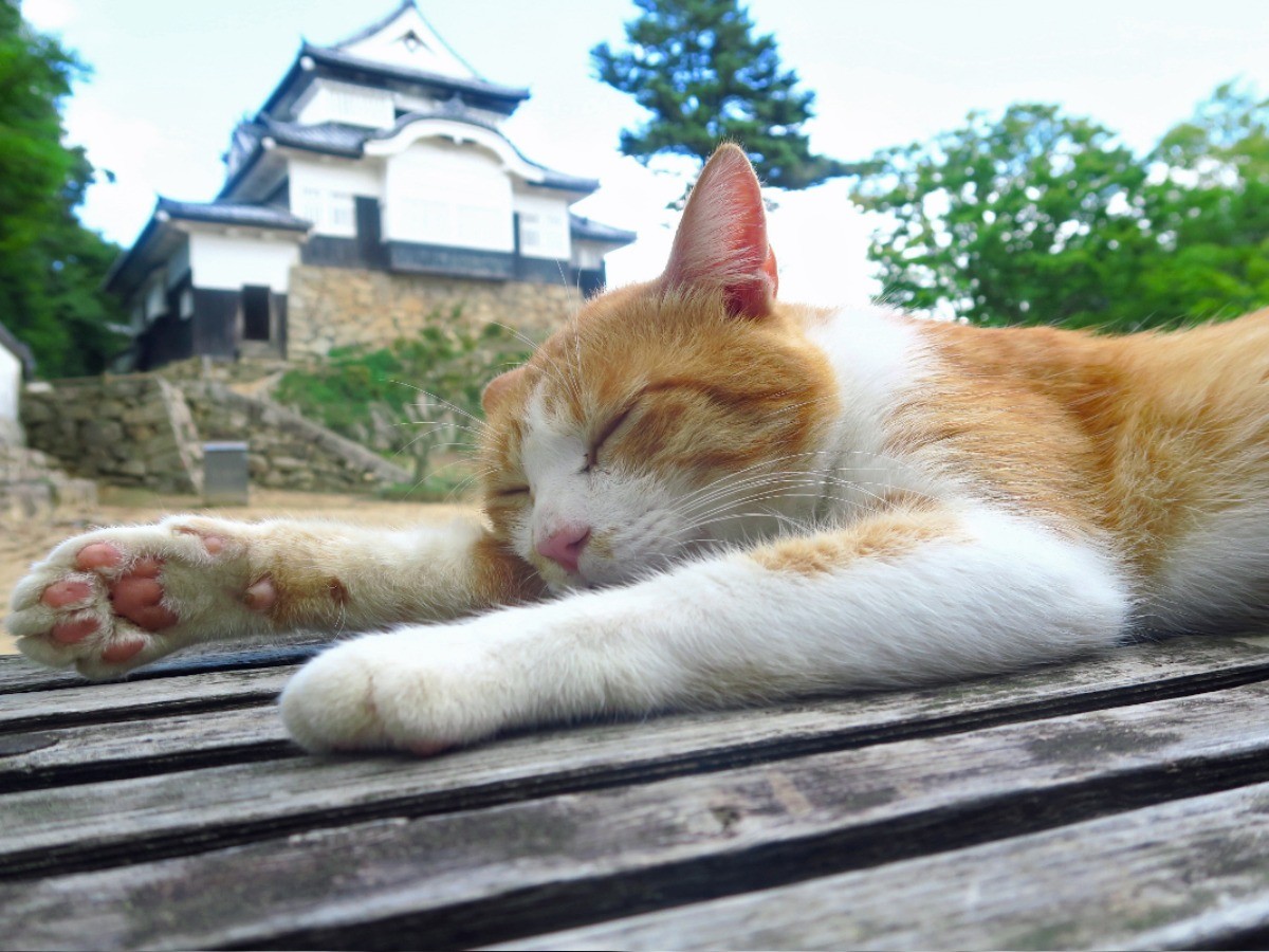 猫城主「さんじゅーろー」 いろいろあったけど城に戻ります | 「犬や猫