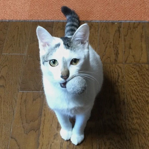 ボールで遊ぼうよとおねだりするてんくん