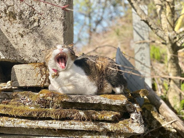 気ままに生きてるにゃ～