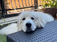 セレネちゃんの犬種、フランス原産のグレートピレニーズは超大型犬。おだやかで忍耐強いが、「後退りをするだけで小さい子くらい跳ね飛ばしちゃいます…」と飼い主さん（画像提供：セレネちゃんの飼い主さん）