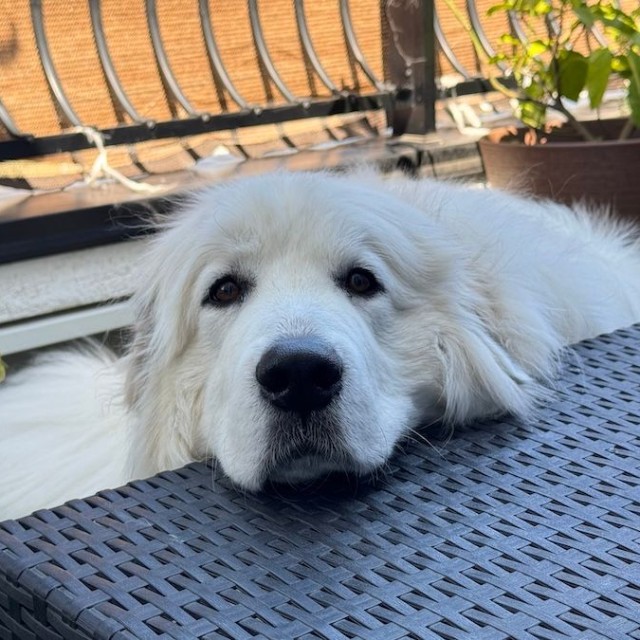 セレネちゃんの犬種、フランス原産のグレートピレニーズは超大型犬。おだやかで忍耐強いが、「後退りをするだけで小さい子くらい跳ね飛ばしちゃいます…」と飼い主さん（画像提供：セレネちゃんの飼い主さん）