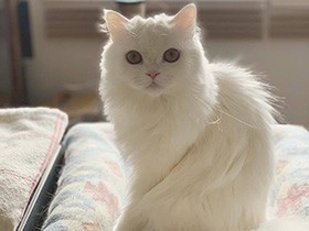 春だね、ひなたぼっこは気持ちがいいな　ミヌエットの「ビゴ」　