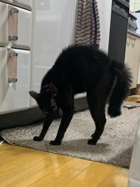 背中を丸めながら毛を逆立て威嚇のポーズをした黒猫ちゃんがtwitter上で話題を集めた（提供写真）