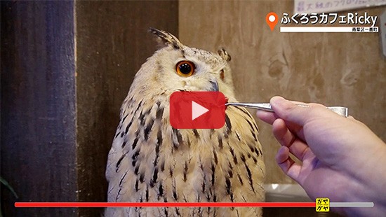 #469ふくろうカフェRicky③