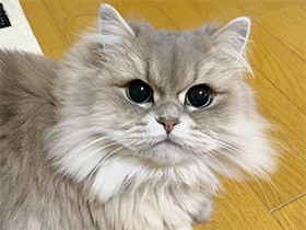 ポインター遊び楽しいな　くりくりした瞳のペルシャ「ミエル」