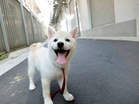 「柴犬は愛玩犬じゃない！」　ガブガブ嚙む子犬、「楽しい」と「ガマン」を覚え大変身
