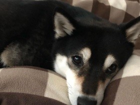 お散歩もしたし、ごはんも食べたし　だんだん眠くなってきたな～　柴犬「コルニ」