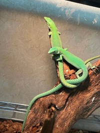 手前が今回話題になった子です（画像提供：せせらぎさん）