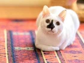 黒ニンニク模様の子猫、宮古島ストリートから東京へ　ヤンチャすぎて先住猫もタジタジ