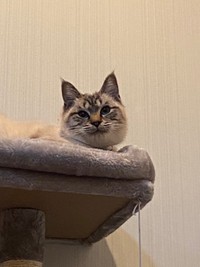 ※シワスさん提供