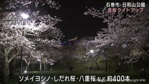 石巻・日和山公園で”夜桜ライトアップ”　２０日までの金曜〜日曜に実施