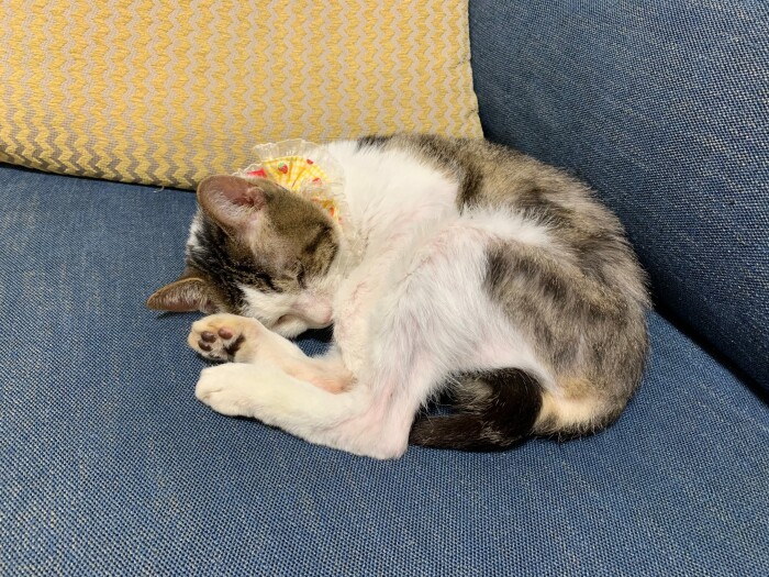 初日からすやすや　（千緒さん提供）