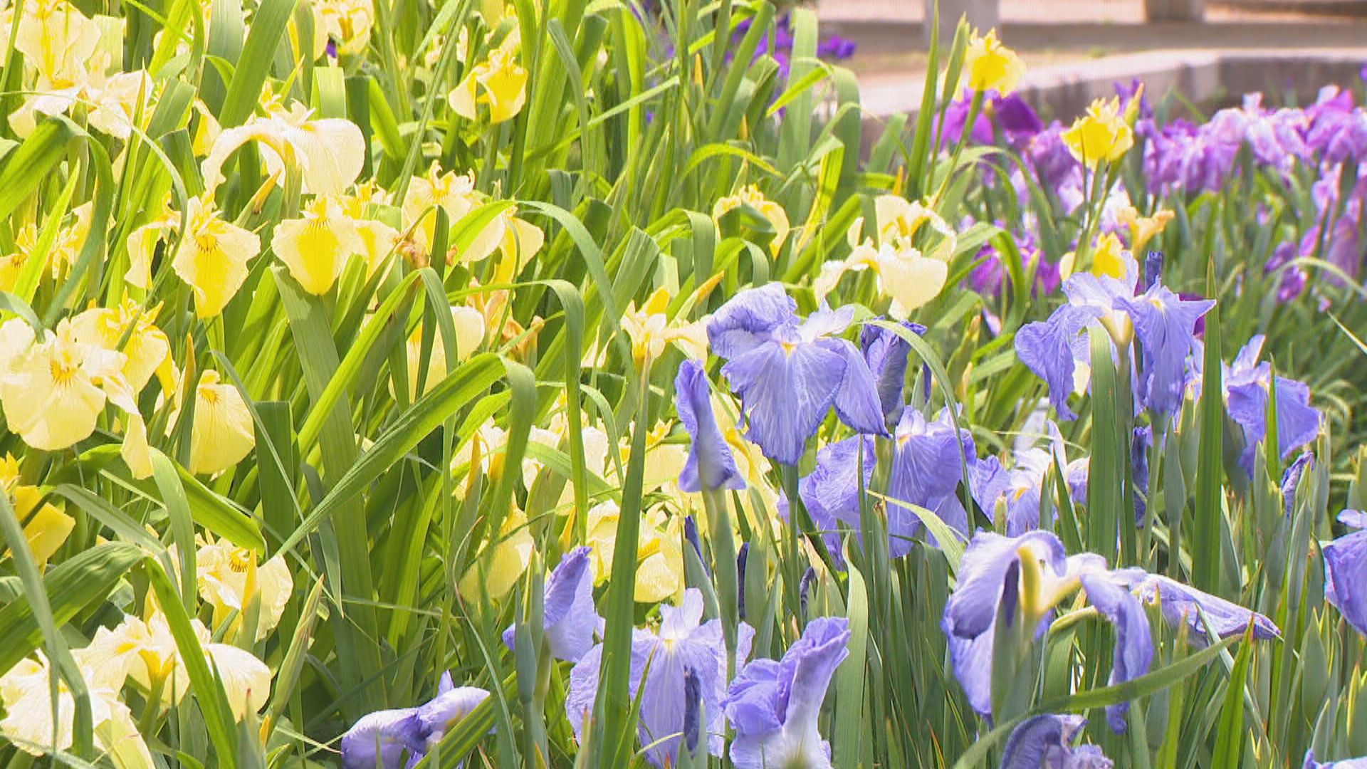 坂出市「かわつ花菖蒲園」 2026年の一般開放を最後に閉園へ 物価高騰や