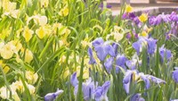 かわつ花菖蒲園（坂出市・2024年の様子）