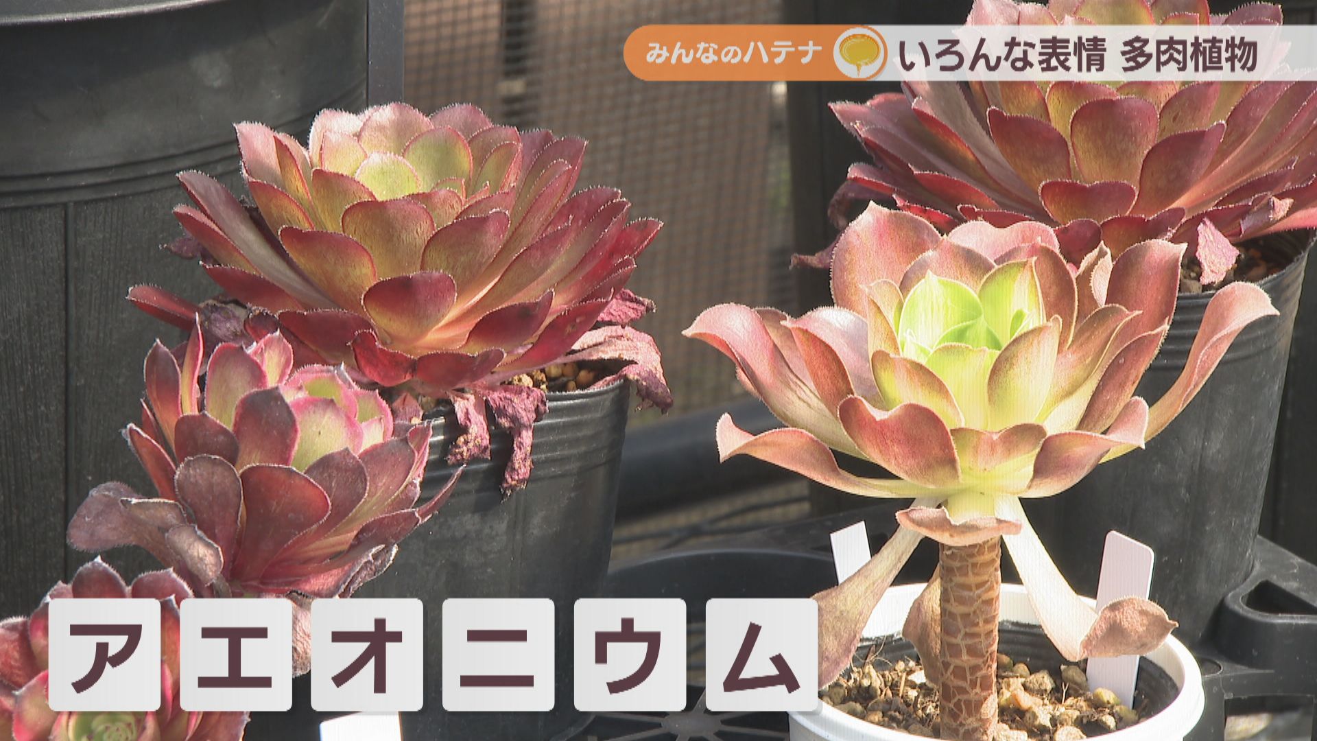 多肉植物の水やり頻度は?土は何がいい? 多肉植物の専門店に聞いてみた