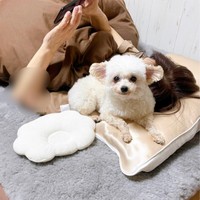 「やっぱりこっちがいい！」 再び、お母さんの枕の上でくつろぐにこちゃん（画像提供：ひつじにこさん）