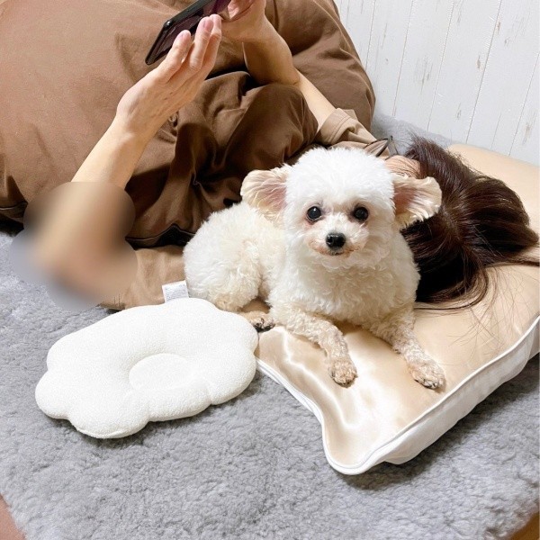 「やっぱりこっちがいい！」 再び、お母さんの枕の上でくつろぐにこちゃん（画像提供：ひつじにこさん）
