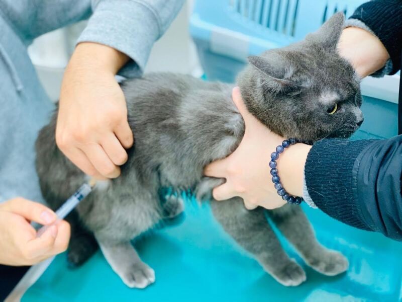 アナフィラキシーショック 発熱 犬猫でも起こりうるワクチン接種後の副反応 犬 猫との幸せな暮らしのためのペット情報サイト Sippo