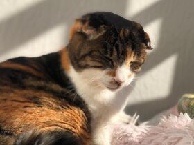 病気と共に強く生きる　元捨て猫「ばーにゃ」は今日も飼い主に優しく寄り添っている