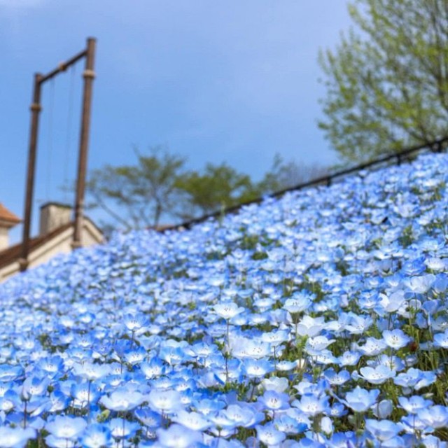 かれんなネモフィラの花が咲く「ドイツの森」園内（実行委提供）