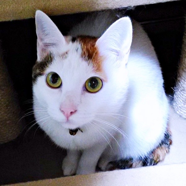 すくすくと成長していったハナちゃん（画像提供：ハナちゃんさん）