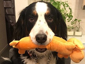 連続おやつキャッチ出来るよ 天真爛漫なバーニーズの「レディ」