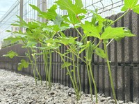 実ってきたオクラ。オクラの実は空に向かって伸びていくのです（みかんぼーやさんXより）